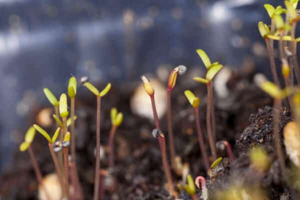 Portulaca Germination